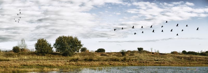 Aves sobre la laguna.jpg